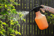 spray na mszyce z oleju rzepakowego