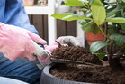 pielęgnacja rododendronów w sierpniu