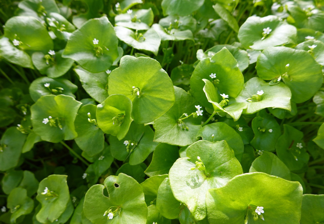 portulaka zimowa