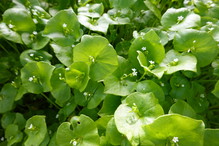 portulaka zimowa