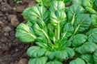 tatsoi