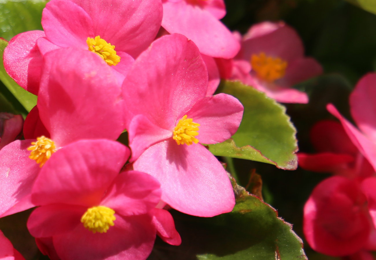 begonia stale kwitnąca