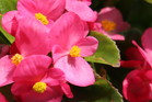 begonia stale kwitnąca
