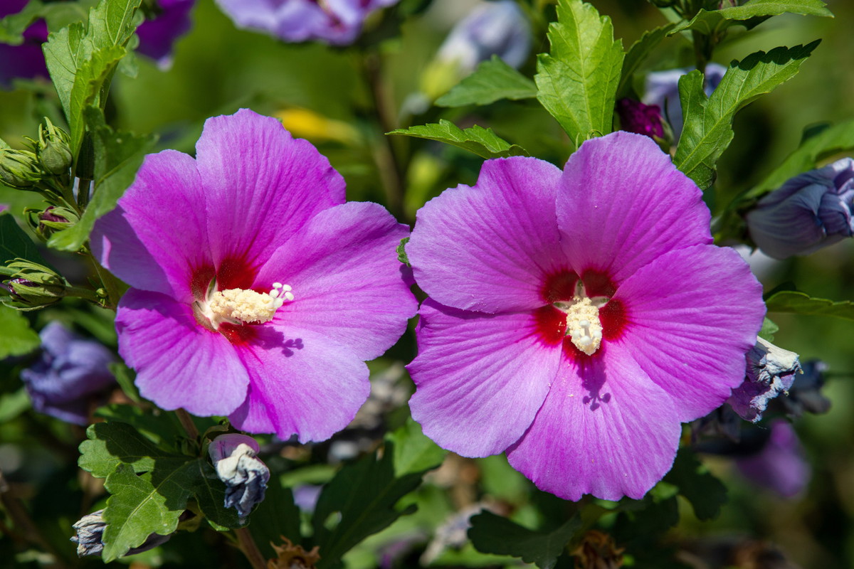 ketmia syryjska