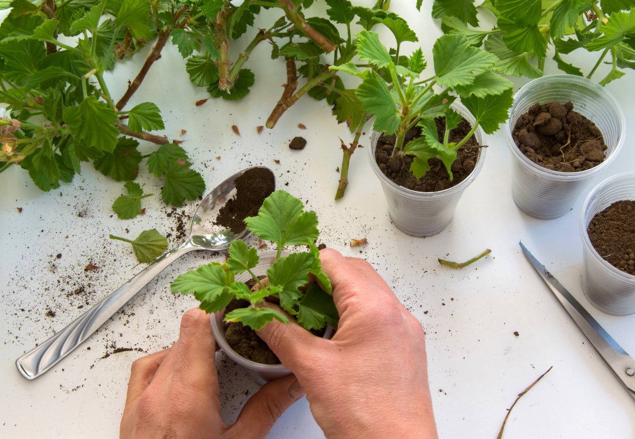 rozmnażanie pelargonii