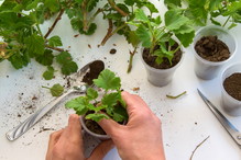 rozmnażanie pelargonii