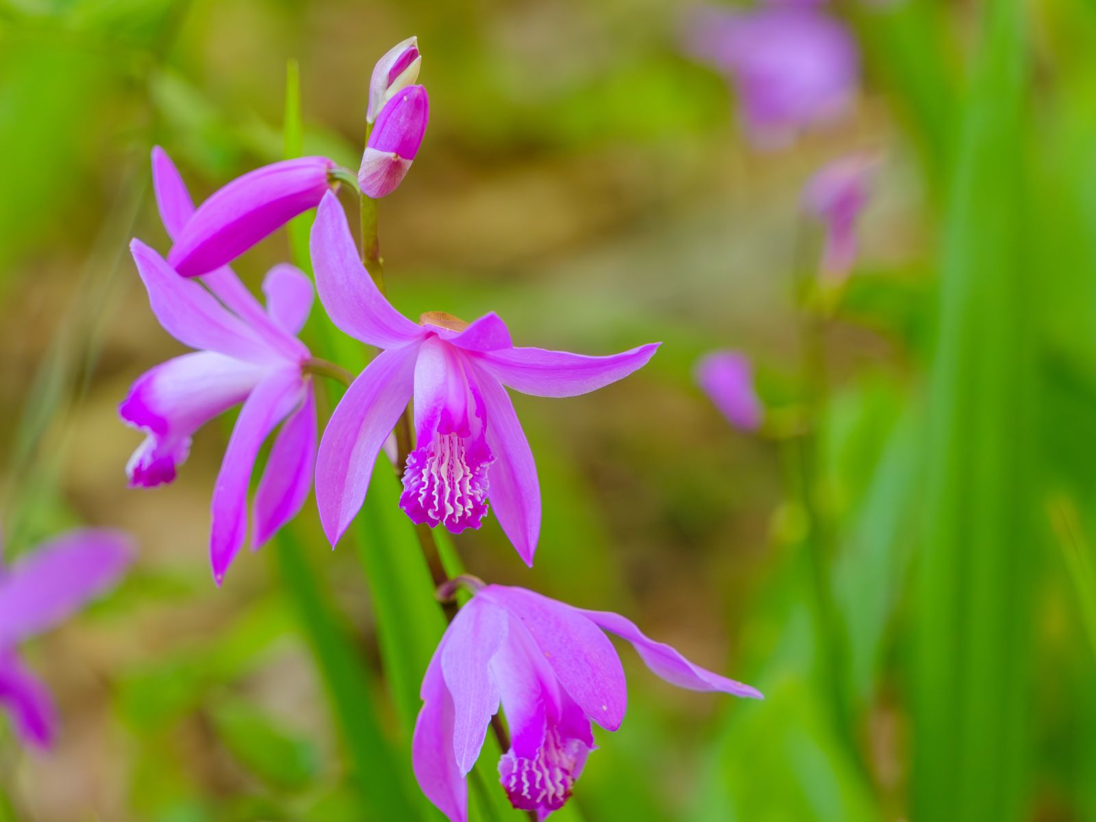 Bletilla striata