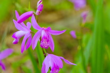 Bletilla striata