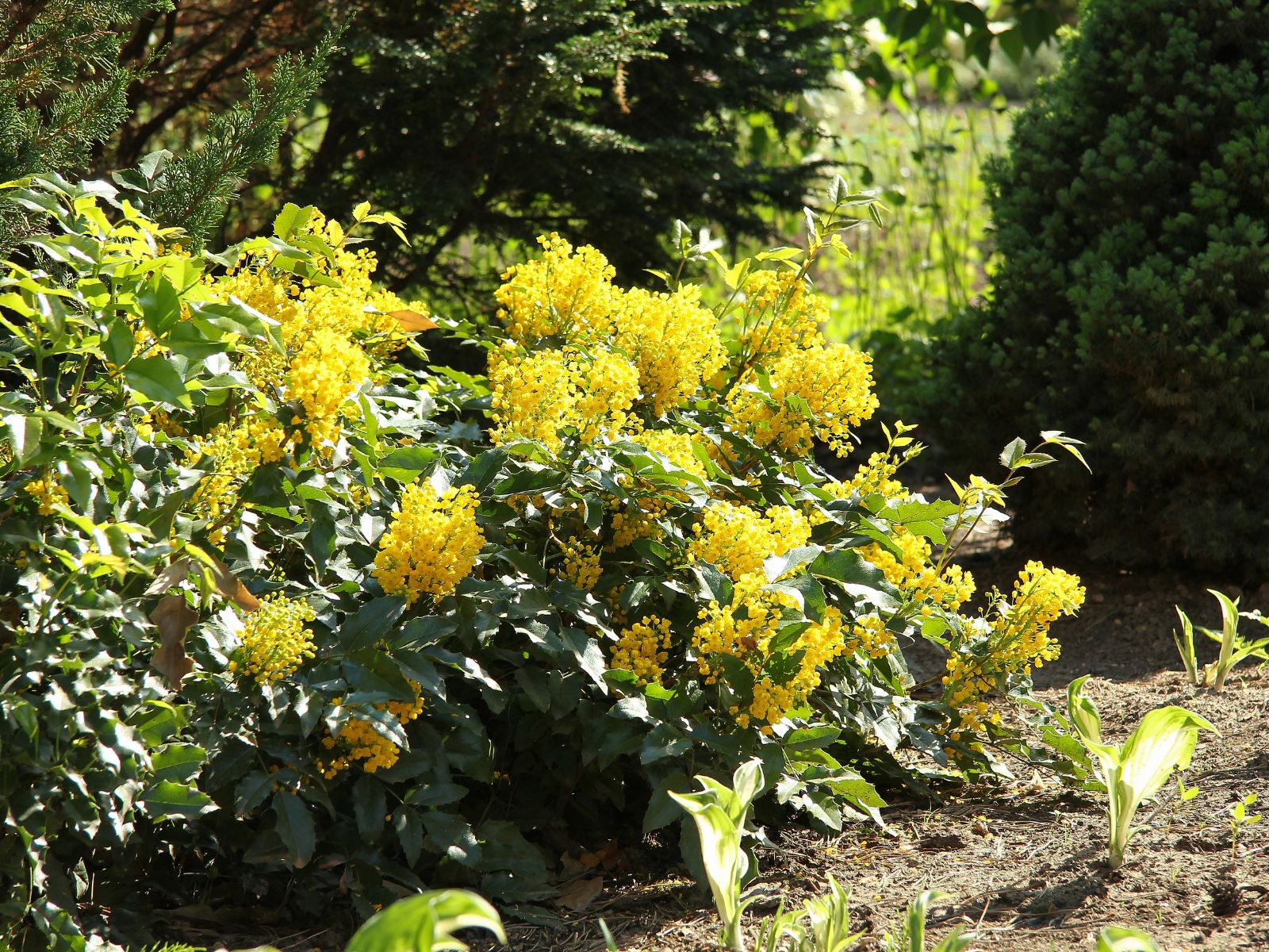 Mahonia