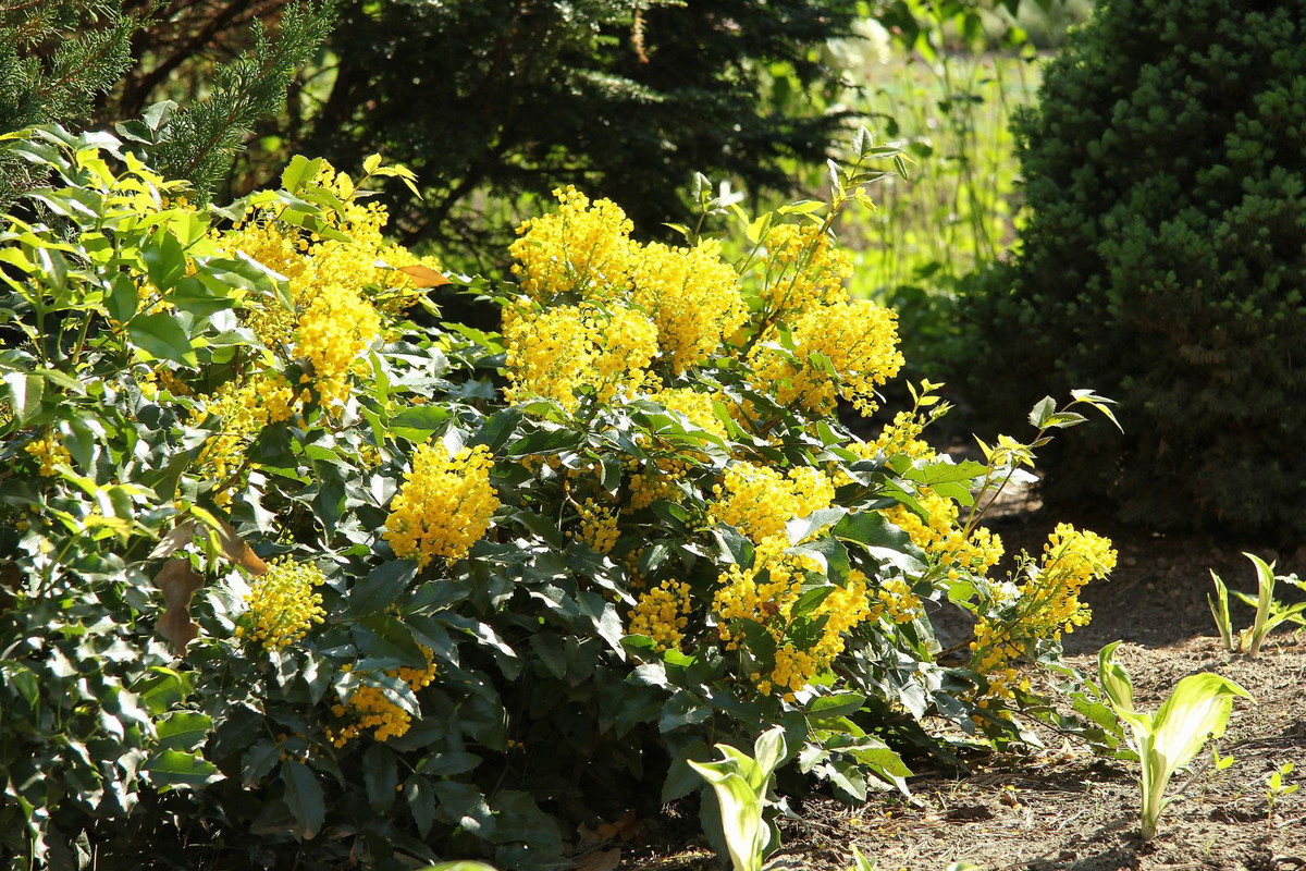 Mahonia
