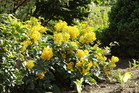 Mahonia