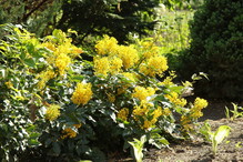 Mahonia
