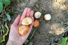 Cebulki tulipanów