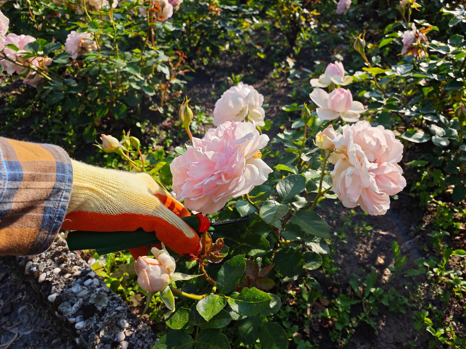 Cięcie róży