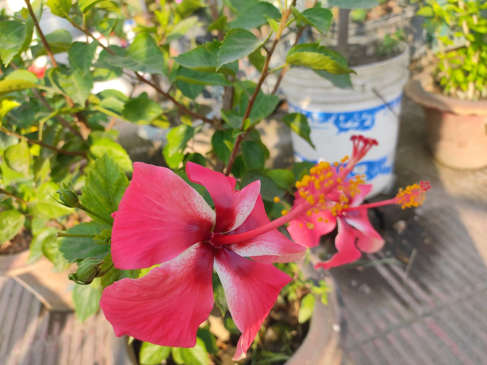Hibiskus bagienny