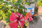 Hibiskus bagienny