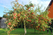 Jabłoń