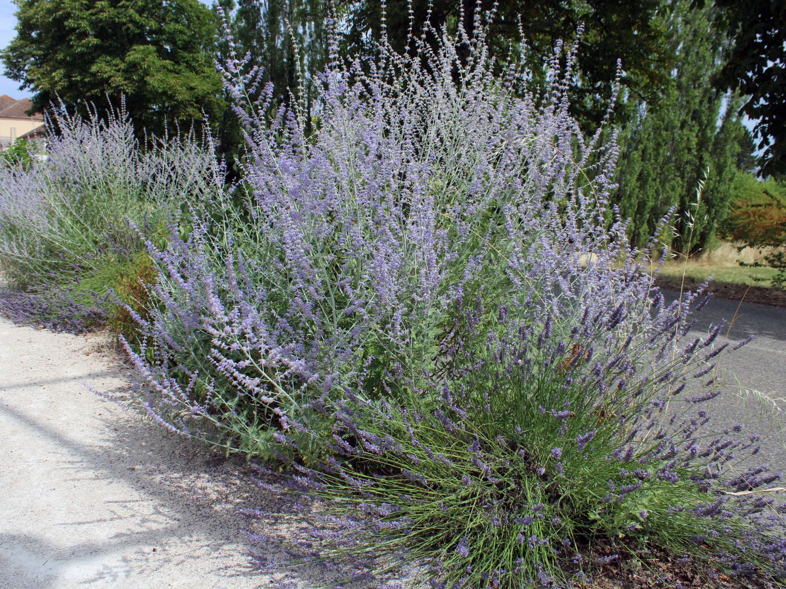 Perowskia