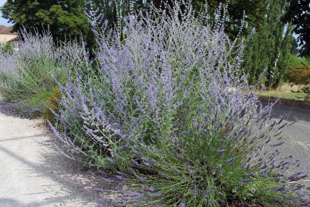 Perowskia