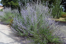 Perowskia