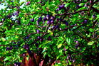 Śliwa