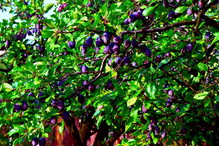 Śliwa