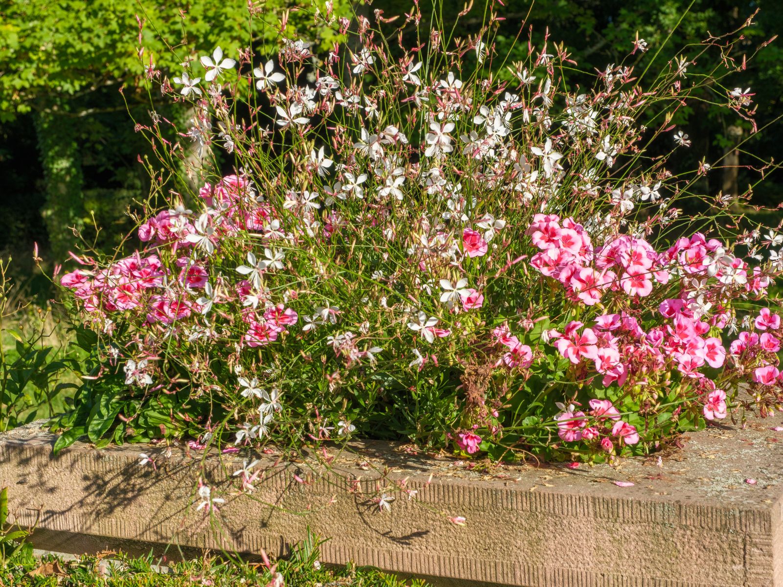 Gaura Lindheimera