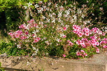 Gaura Lindheimera