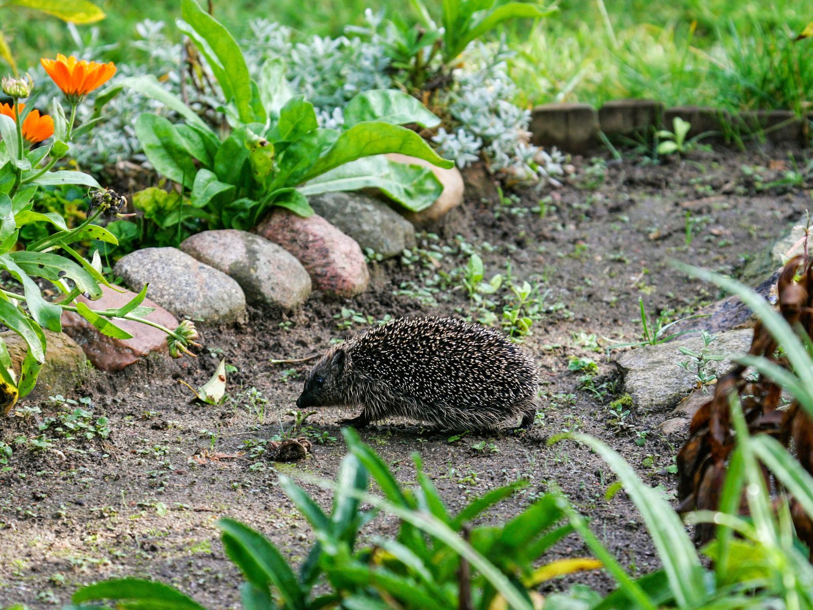 Jeż w ogrodzie