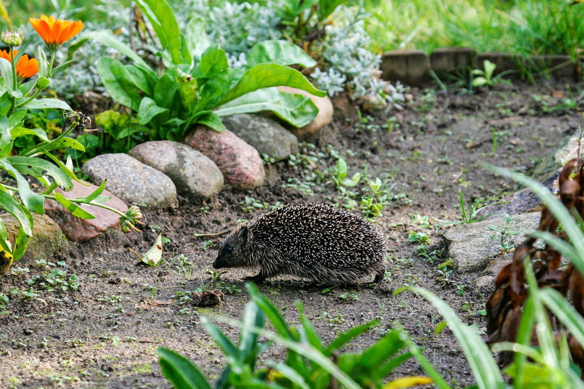 Jeż w ogrodzie