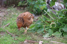 Kura