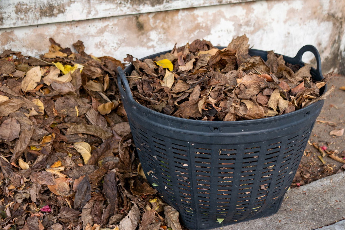 Liście w koszu