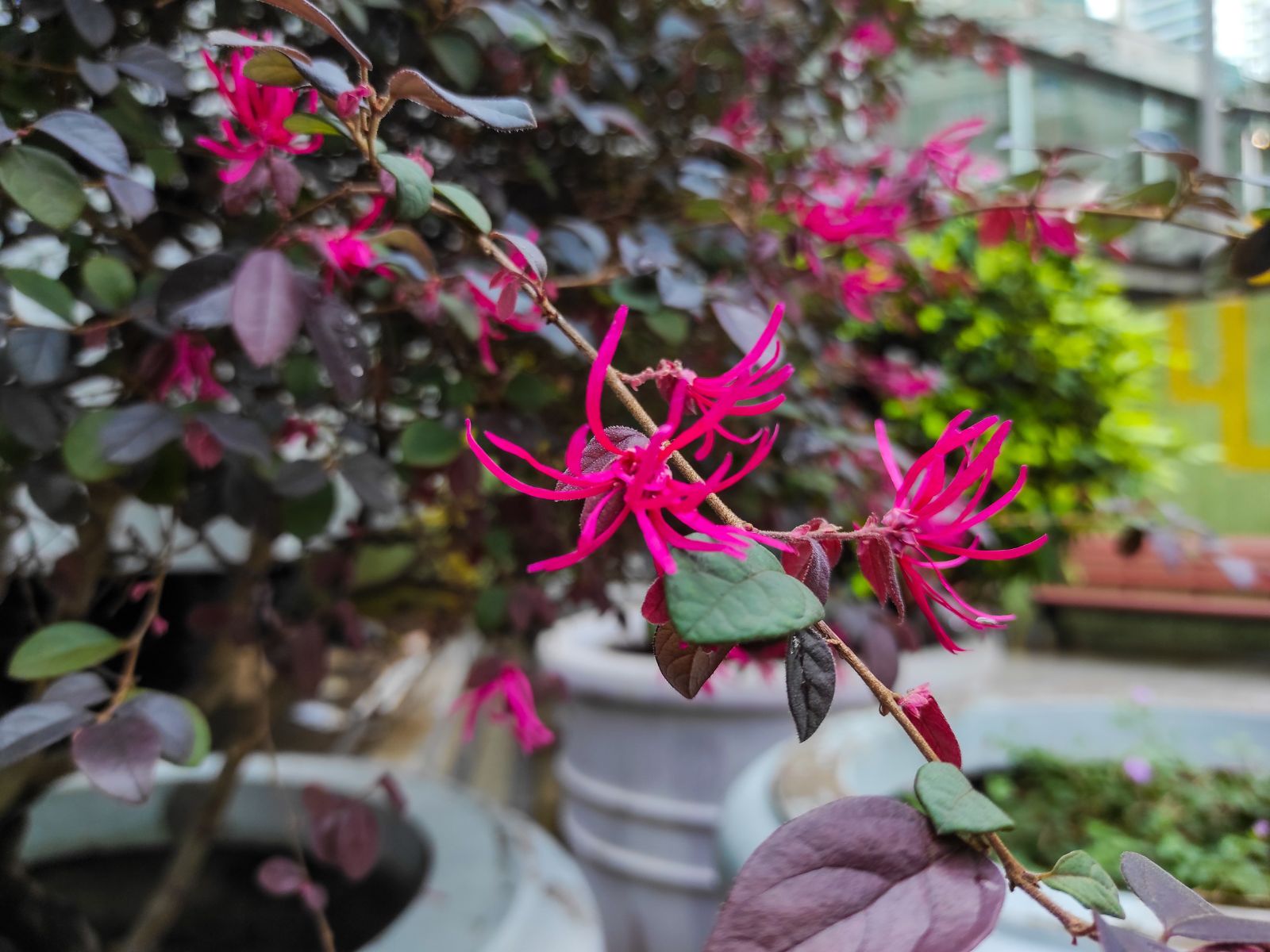 Loropetalum chińskie
