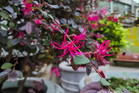 Loropetalum chińskie