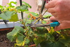 Pelargonia