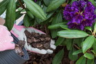 Rododendron