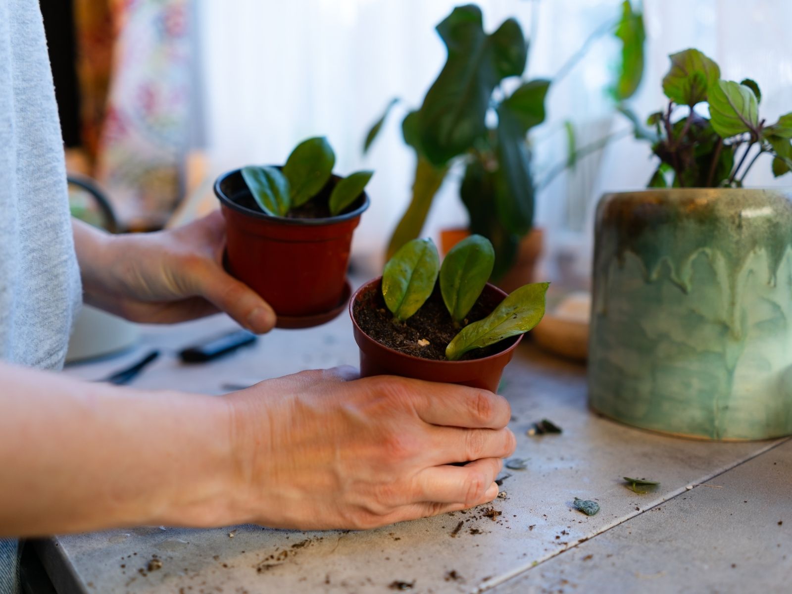 Zamioculcas