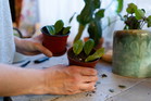 Zamioculcas