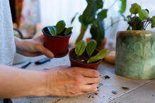 Zamioculcas