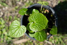 sadzonka wasabi uprawa