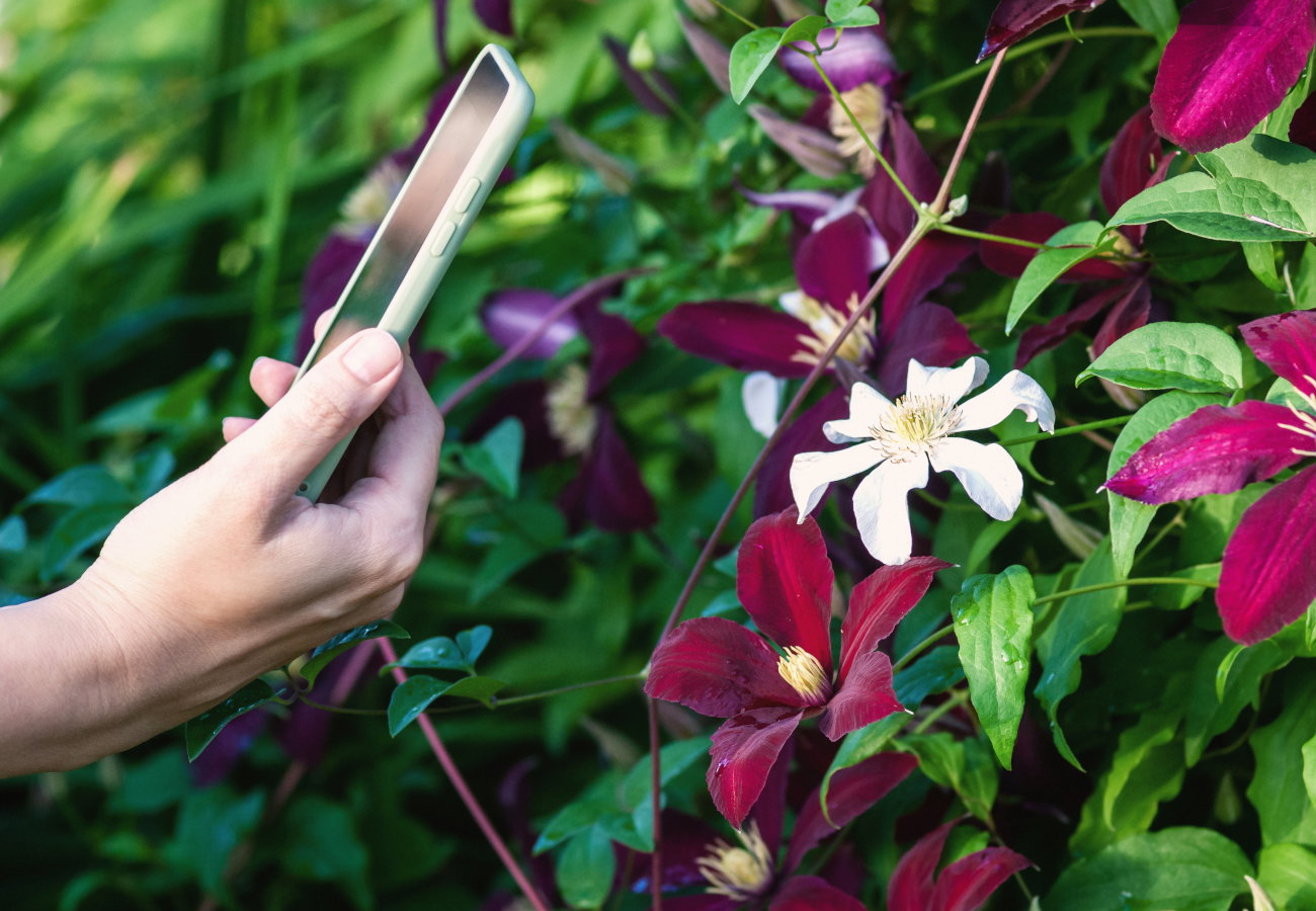 nadwyżka nasion jako prezent