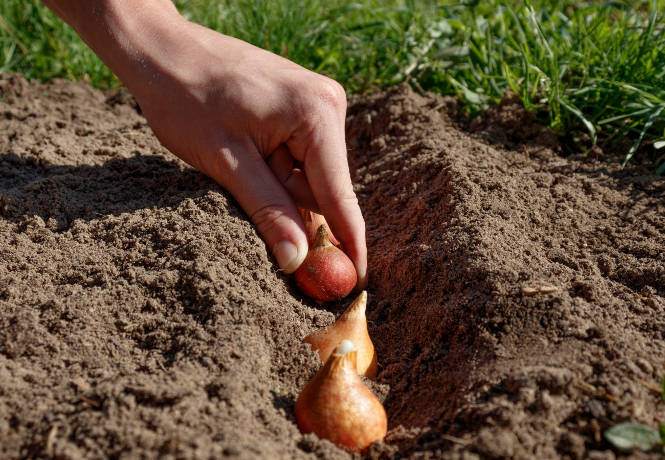 zabezpieczanie cebul tulipanów przed nornicami