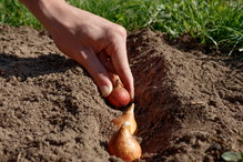 zabezpieczanie cebul tulipanów przed nornicami