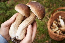 grzybobranie