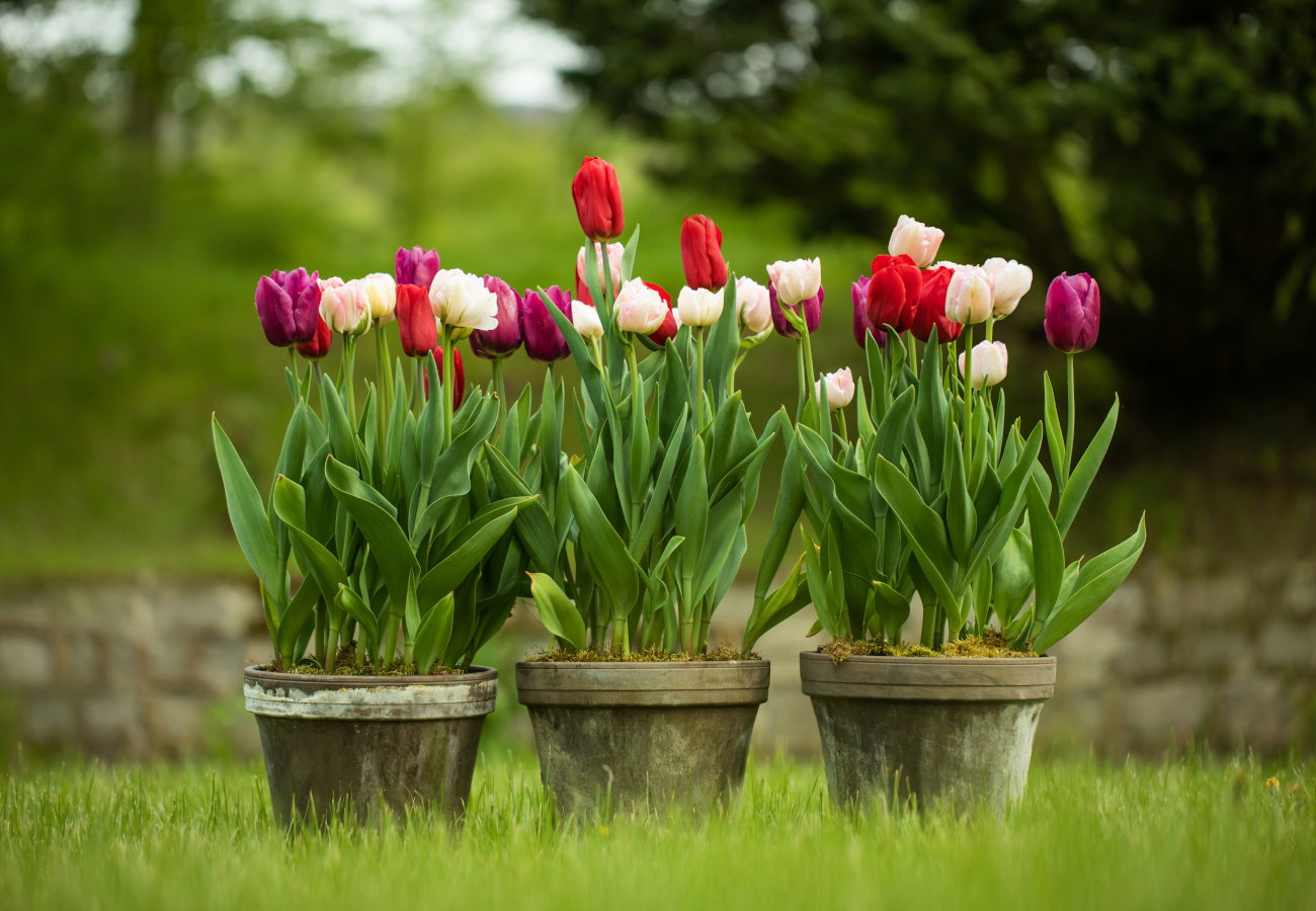 tulipany w donicach