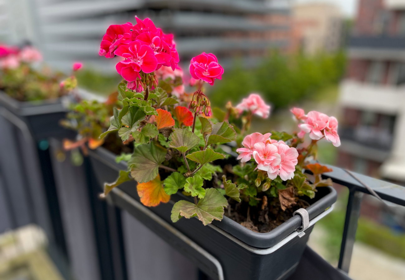 likwidowanie larw opuchlaka z pelargonii
