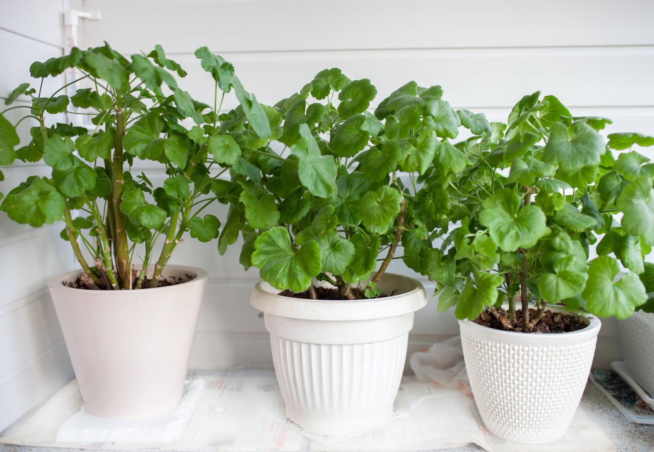 test pelargonii na mączlika