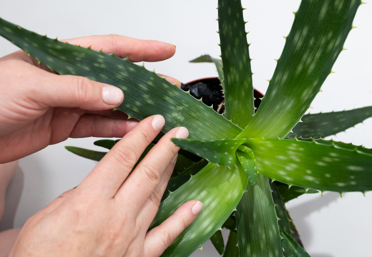 jak zadbać o zmarznięty aloes