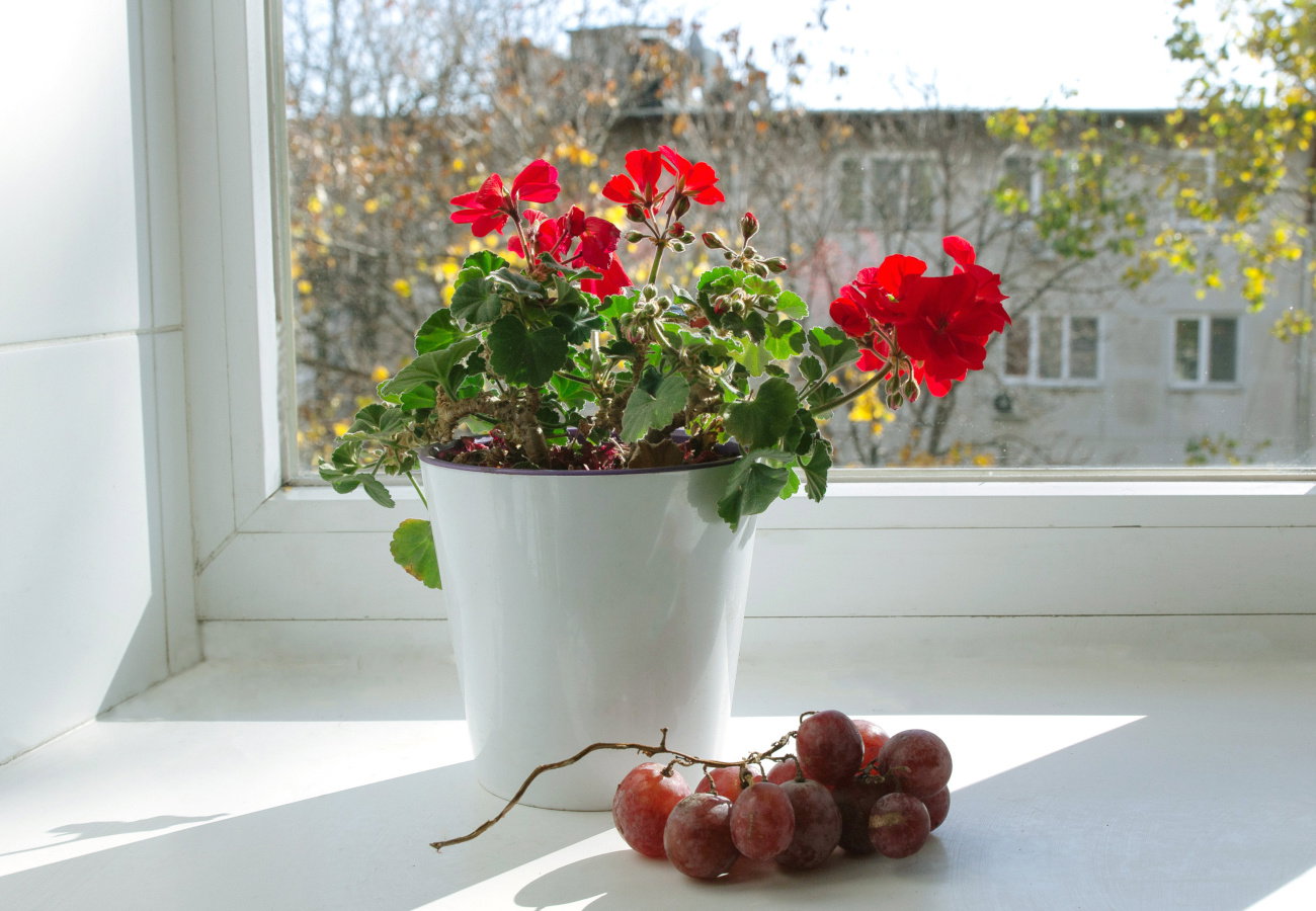 przygotowanie pelargonii do zimowania