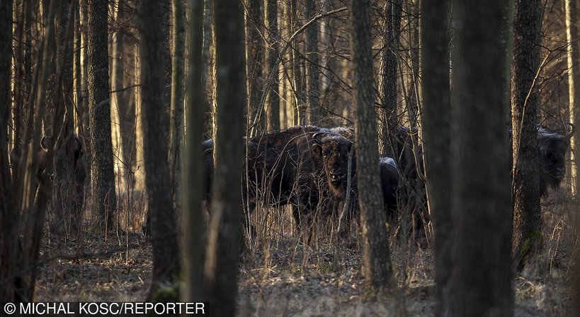 Puszcza Białowieska